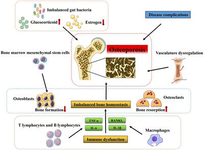 Mechanisms of action and synergetic formulas of plant-based natural compounds from traditional Chinese medicine for managing osteoporosis: a literature review